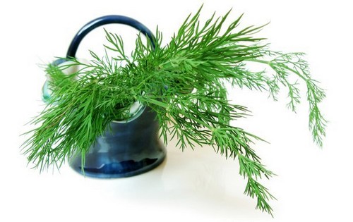 Укропный чай: как приготовить? Польза укропного чая Укропный чай: как приготовить? Польза укропного чая