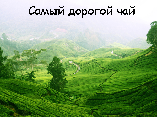 Самый дорогой чай в мире. Первые 8-мь мест Самый дорогой чай в мире. Первые 8-мь мест