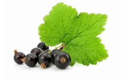 Черная смородина