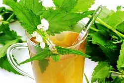 Польза чая из крапивы. Рецепты крапивного чая Польза чая из крапивы. Рецепты крапивного чая