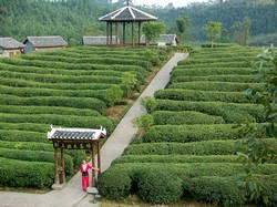 Выдержанный чай Выдержанный чай