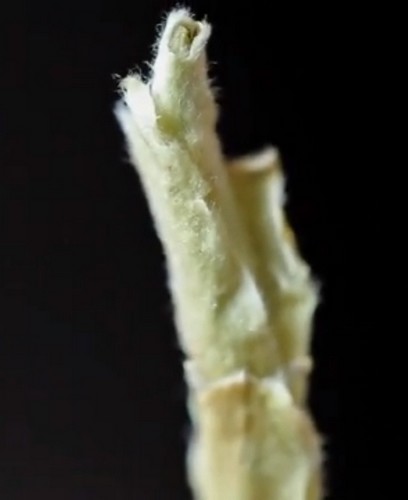 Почка я бао Почка я бао