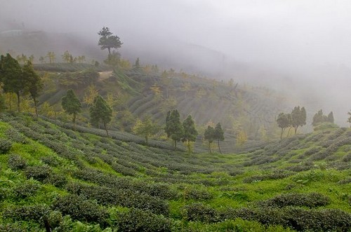 Тайваньский чай - секреты производства Тайваньский чай - секреты производства
