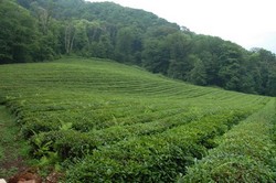 Адлерский чай — описание и основные характеристики