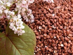 Плоды гречихи